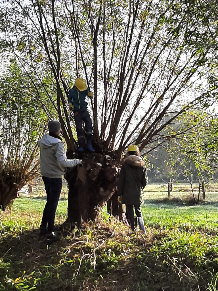 knotten van bomen